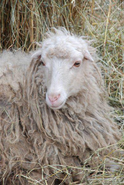 女80年和男91羊,缘定三生，羊羊情深