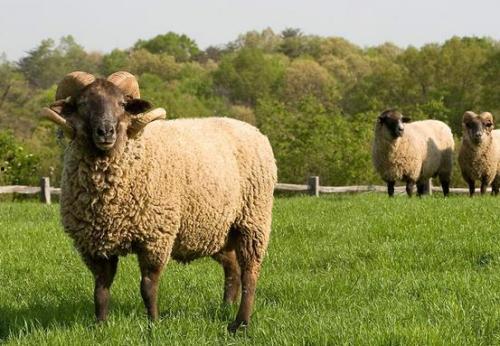 91年属羊怀二胎